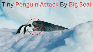 A Penguin Makes a Deadly Dash From Giant Leopard Seal | TALK ON ANIMALS