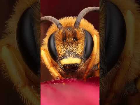 Microphotography Bee Zoom
