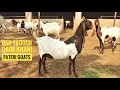 Haji yaqoob qaim khani pateri  punjab breed goats farm  nagra farm