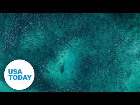 Aussie sharks feast on school of salmon | USA TODAY