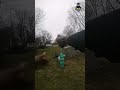 Manhunt ends for 22 year old shooter