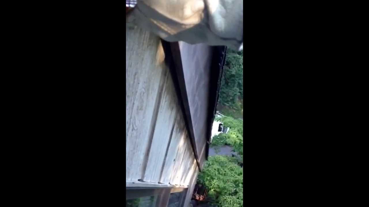 removal of fallopian tube Kicking bats out of a house. Employee playing telling me he didn't screen gable vents when he did.