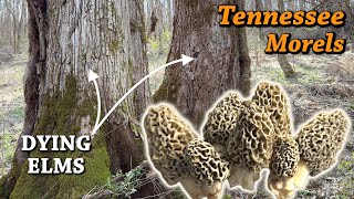 MOREL HUNTING IN TENNESSEE, MARCH 2024  Yellows & Elm Trees!