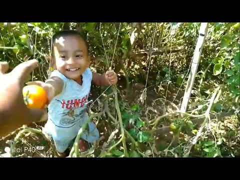 আজ প্রথমবারের মতো বাহুবলী জাতের টমেটো তুলা   হলো|| Family Agro By Sojib🍅🍅🍅
