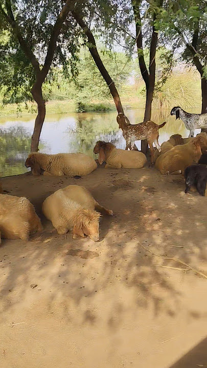 Villagers have pure hearts.#doctorsidrasaba #mahdiahyan #haadiuhban #animalslover #village