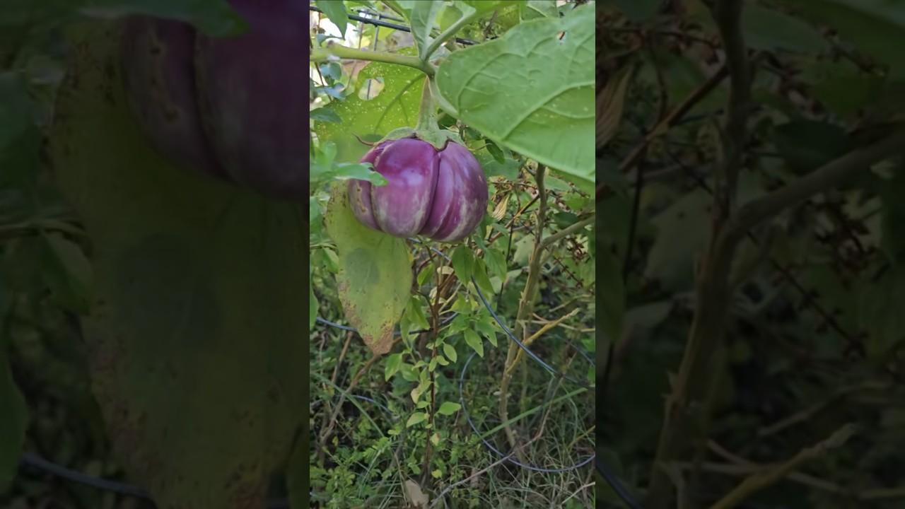 Игра с баклажанами в самом разгаре — выращивают 6 разных видов || DHBG 