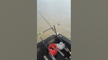 lên cá ngát đẻn ở cầu Hàm Luông