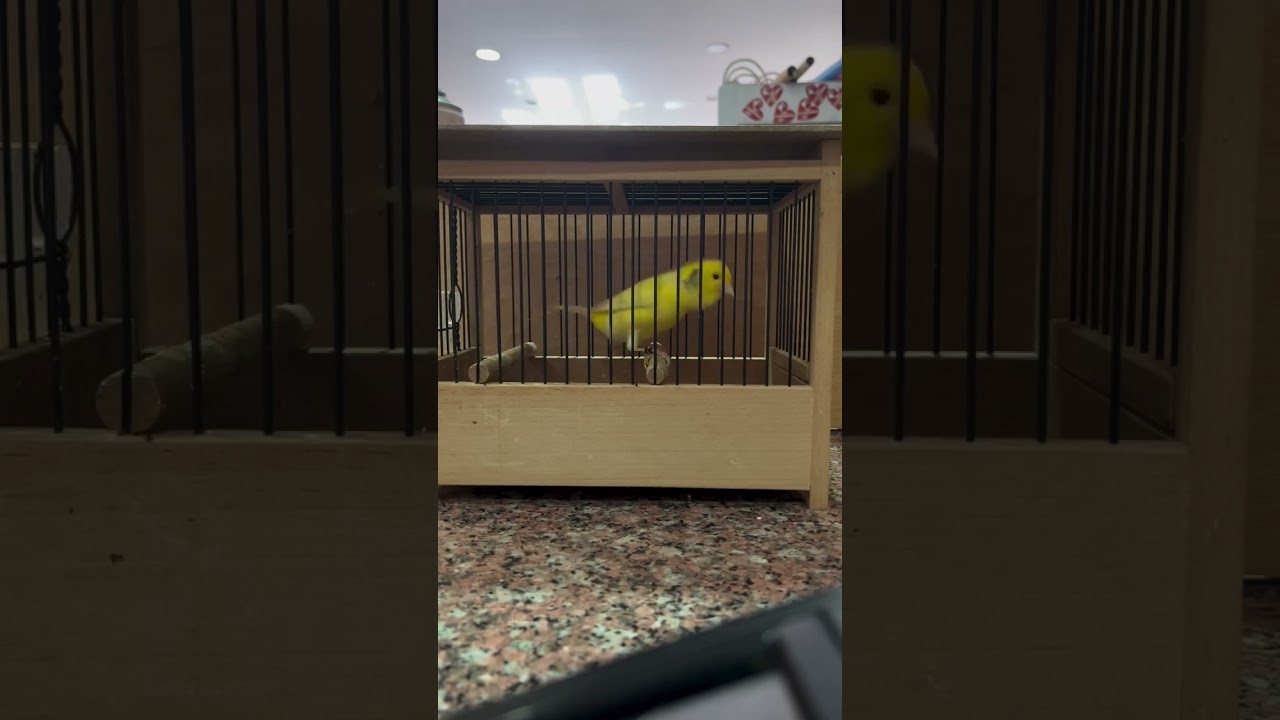 Milanau waterslagar canary singing