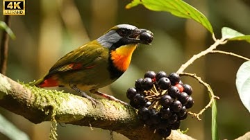 Unlock Longer Life: Healing Bird song & Natural ASMR That Revitalizes Mind and Body