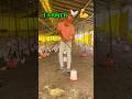 Farmer 🐓💸 #bussiness #farming #poultryfarming #farmer #treandingreels #kamranvlogs100