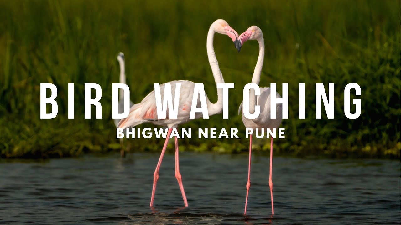 bhigwan flamingo tour