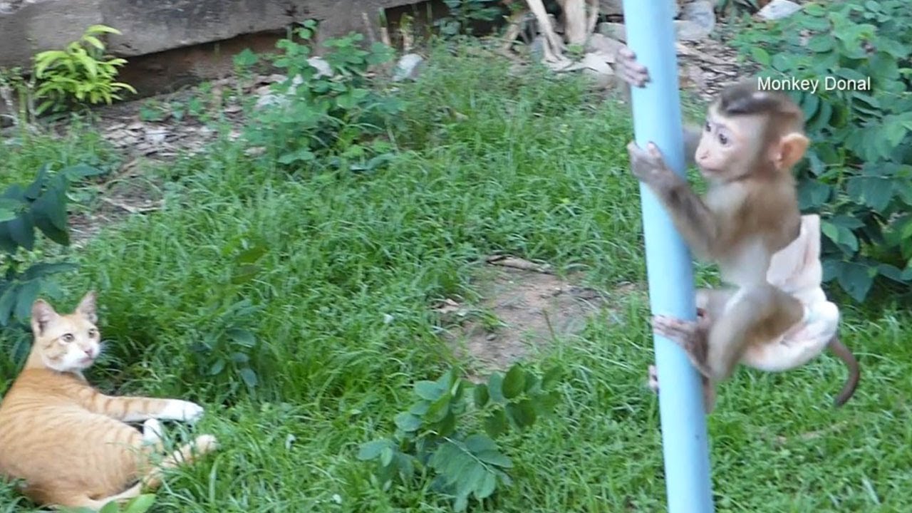 Donal Happy And Running On Green Grass With Kitty Cat