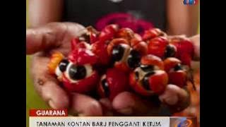 RISDA - GUARANA: TANAMAN KONTAN BARU GANTI KETUM [16 OGOS 2016]