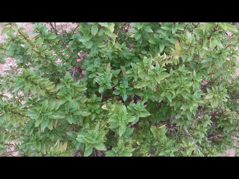 غذاء طائر السوران في الطبيعة