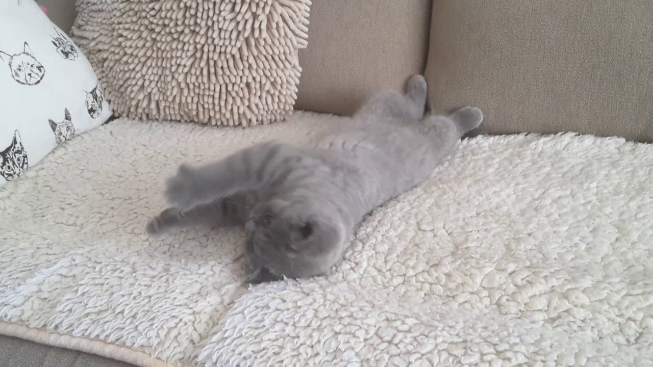 british shorthair 12 weeks