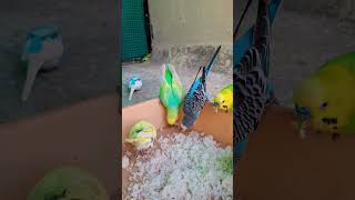 Beautiful budgies colony 😍 #budgies #birds