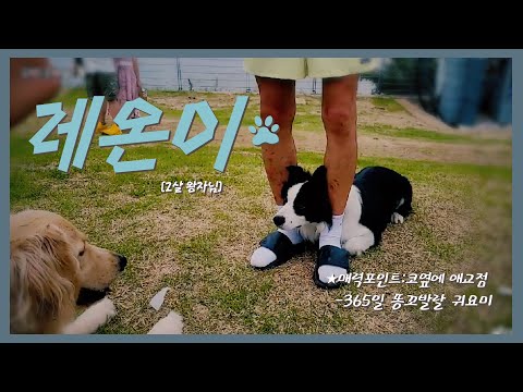 과흥분상태의 강아지 레온이🐾┃독퀴즈#보더콜리 #강아지