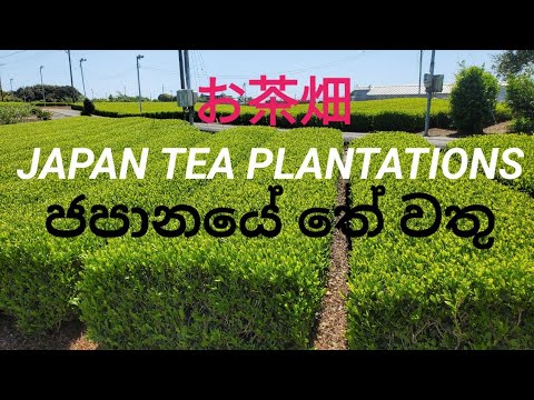 🌿お茶畑/JAPAN TEA PLANTATIONS/ජපානයේ තේ වතු🌿