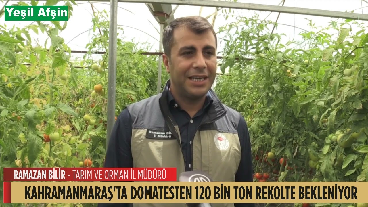 kahramanmara-ta-domatesten-120-bin-ton-rekolte-bekleniyor-youtube