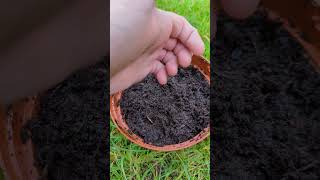 Actually Quite Excited About These Edelweiss plantsngardens edelweiss seeds flowers spring