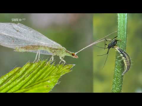 Video: Obstschädlinge Sind Ungewöhnliche Schädlinge
