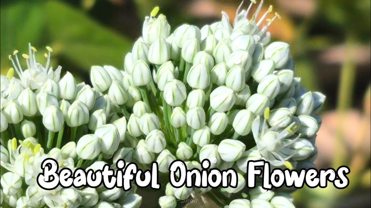 Nature’s Surprise: Onion Flower Blossom Beauty 