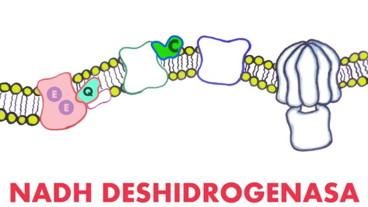 Respiración celular | 4 | Cadena transportadora de electrones