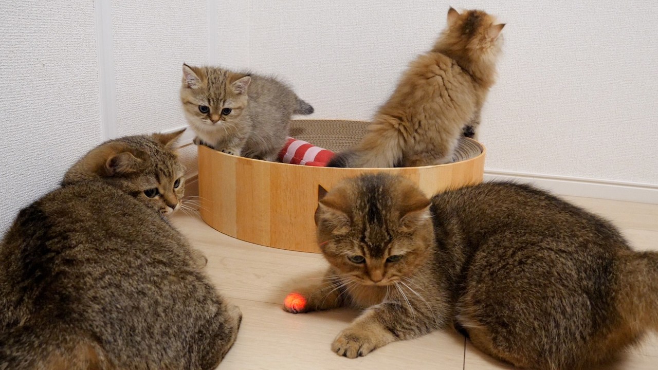 Cute reaction of the cats when the missing mouse is found.