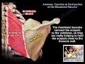 Anatomy, Function & Dysfunction Rhomboid Muscles - Everything You Need To Know - Dr. Nabil Ebraheim