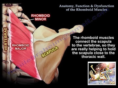 Anatomy, Function & Dysfunction Rhomboid Muscles - Everything You Need To Know - Dr. Nabil Ebraheim