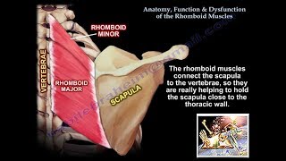 Anatomy, Function & Dysfunction Rhomboid Muscles  Everything You Need To Know  Dr. Nabil Ebraheim