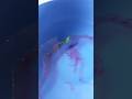 इंक और नीम का खतरनाक एक्सपेरिमेंट #reaction #experiment #scienceexperiment