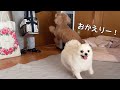 家族の帰宅をテンションマックスでお出迎えするポメラニアンとトイプードル(お盆休み帰省おまけ)