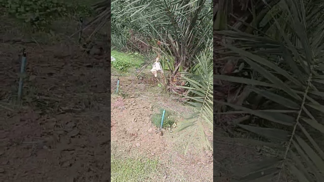 ปลูกอินทผลัม แก้จนครับ