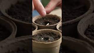 Grow cucumbers from seed with these easy germination tips! 🥒🌱 #Gardening #Cucumber #SeedStarting