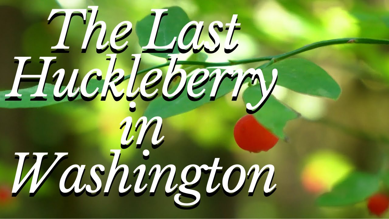 The Last Huckleberry in Washington