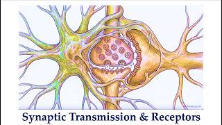 Postsynaptic Receptors & Signaling (Purves' Neuroscience, 6/e, Ch. 5-2)**