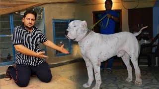 The World Biggest Pure Bully Kutta Mandi Stan, Kohati Gultair Dog, German Shepherd Puppy, Vlog