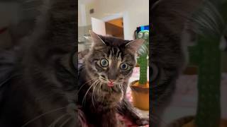 Funny cats  episode 191 #shorts