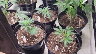 Tangerine Dream & After DinnerBreath, Garden Update #2