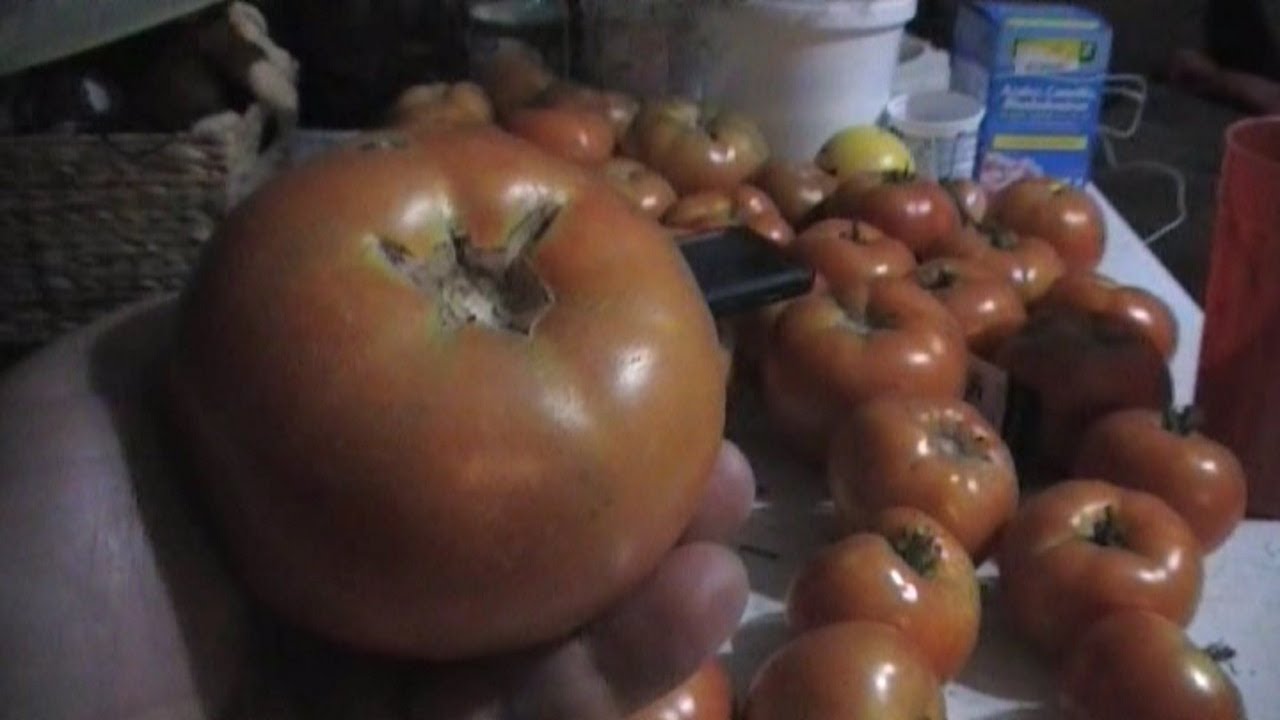 Saving Tomato Seeds... How I Do It!