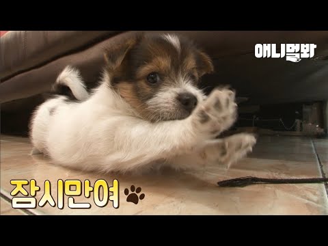 &amp;quot;우리 아빠 좀 말려주세요&amp;quot; 어느 새끼 강아지의 제보ㅣDad Dog Had An Affair With A Lady Years His <strong>Senior</strong> And Left <strong>Home</strong>