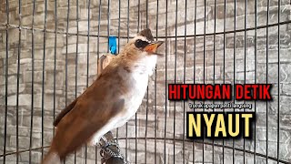 trucukan gacor TARUNG ROPEL PANJANG pancingan trucukan agar bunyi jadikan burung trucuk gacor EMOSI