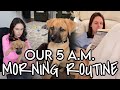 My 5 am morning routine with a puppy boxergerman shepherd puppy mix