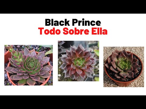 Video: ¿Qué es una suculenta del Príncipe Negro? Aprenda sobre el cuidado de la Echeveria del Príncipe Negro