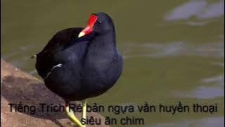 Tiếng Trích Ré bản F2 huyền thoại siêu ăn chim, link tải miễn phí cho anh em