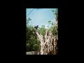 Treehouse - Alex G ft. Emily Yacina [ Cover ]