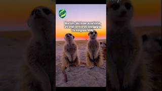 #BioByPriti #Meerkat #Wildlife #AnimalFacts #NatureReels #WildlifeReels #ScienceInNature #Biology