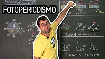 Qual a diferença entre uma planta de dia longo e uma de dia curto?