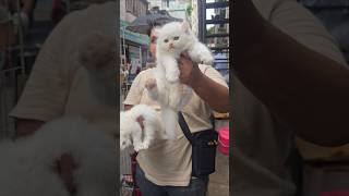 😻 WoW কিউটের ডিব্বা পার্সিয়ান | Parsian Cat Market in Mirpur | Kitten Price in Bangladesh